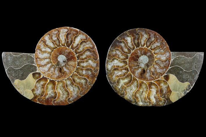 Cut & Polished Ammonite Fossil - Agatized #78551